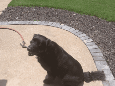 10 year old Black Lab/Retriever disciplined