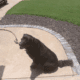 10 year old Black Lab/Retriever disciplined