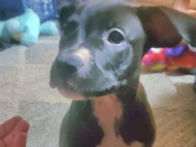 Blue nose 3 month pup