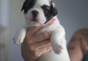 Fluffy French Bulldogs