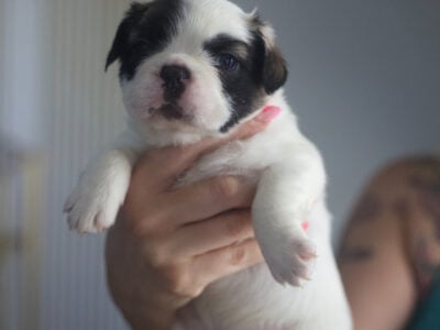Fluffy French Bulldogs