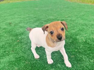 Jack Russell Puppies – One Male & One Female Ready