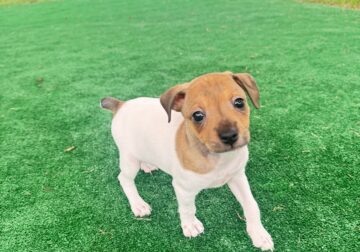 Jack Russell Puppies – One Male & One Female Ready