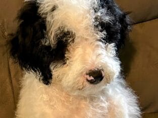 Miniature Portidoodles!!!