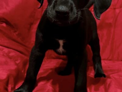 Labrador Dalmatian Mix Male – no ribbon