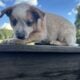 Heeler Puppies
