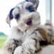 Two Puppies Left – Miniature Schnauzers