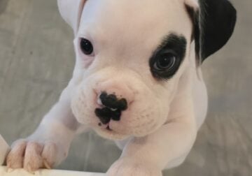 Boxer pups