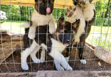 American Akita Puppies