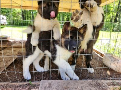 American Akita Puppies