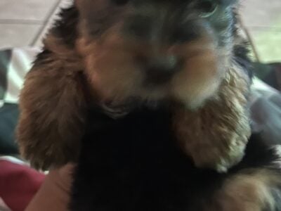 Yorkie’s