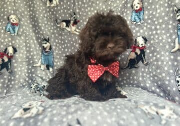 Hershey