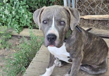 American Bully Akc