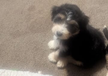 8 week old mini aussiedoodle puppies