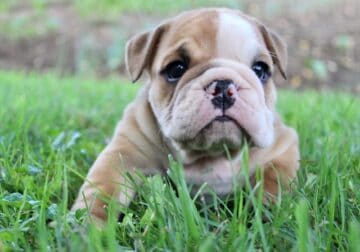 Wyatt Male English Bulldog