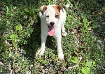 Jack Russell Terrier Puppies