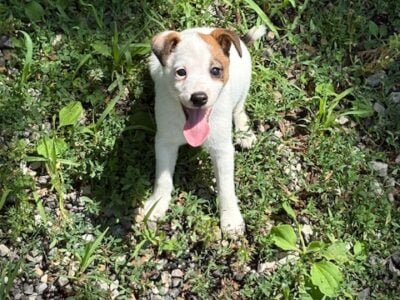 Jack Russell Terrier Puppies