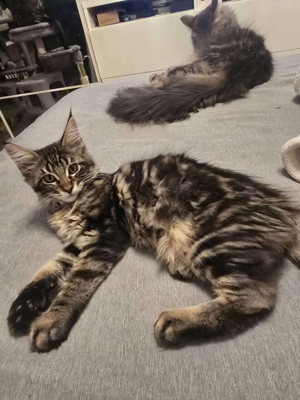 Maine Coon Theo image 3