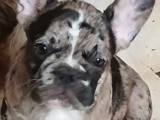 French Bulldog Puppies