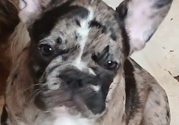 French Bulldog Puppies