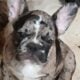 French Bulldog Puppies