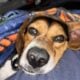 3 yr old beagle