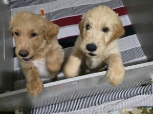 Golden Doodles- Warsaw, NY