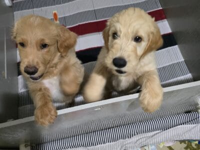 Golden Doodles- Warsaw, NY