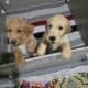 Golden Doodles- Warsaw, NY