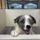 Mini Australian Shepherd