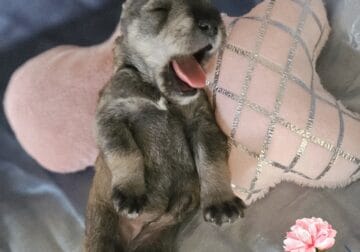 Mini schnauzers – Female 4