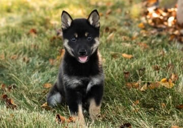 AKC Shiba Inu female puppy in Indiana (Callie)