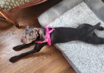 7 month German Shorthaired Pointer