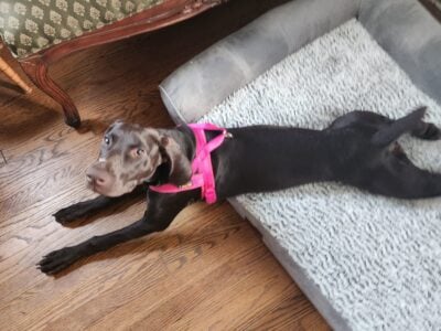 7 month German Shorthaired Pointer