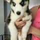 Beautiful Pure Bred Siberian Husky with Blue Eyes