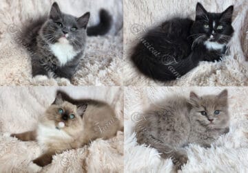 Gorgeous TICA Ragdoll Kittens DNA Health Tested