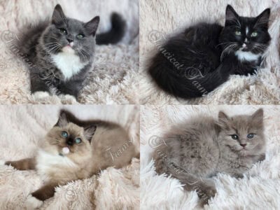 Gorgeous TICA Ragdoll Kittens DNA Health Tested