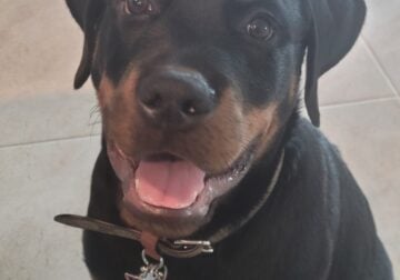 2 year old lovable male Rottweiler