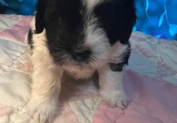 Misty -Shihpoo Female