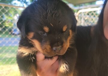 AKC Registered Rottweiler Puppies