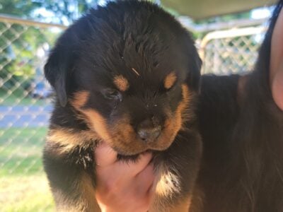 AKC Registered Rottweiler Puppies