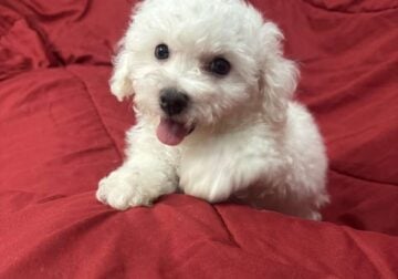 8 week old puppies