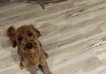 4 year old Female Golden doodle