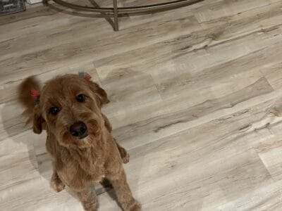 4 year old Female Golden doodle