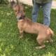 Male Cane Corso