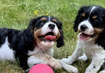 Cavalier King Charles puppy