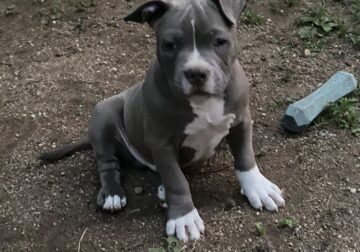 American Bully Pockets