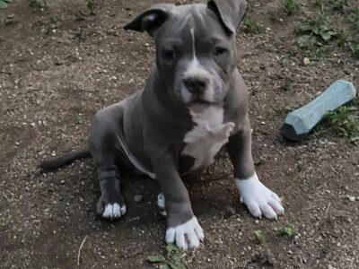American Bully Pockets
