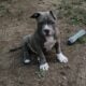 American Bully Pockets