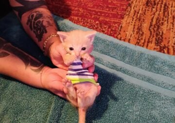 Playful Kitten